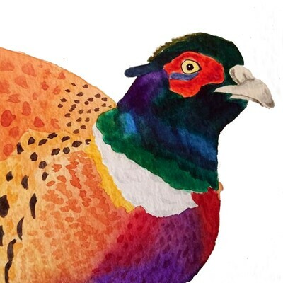 Pheasant
