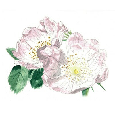 Dog Rose