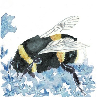 Buff-tailed Bumblebee