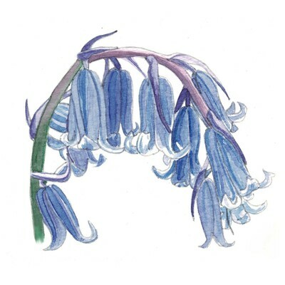 Bluebell