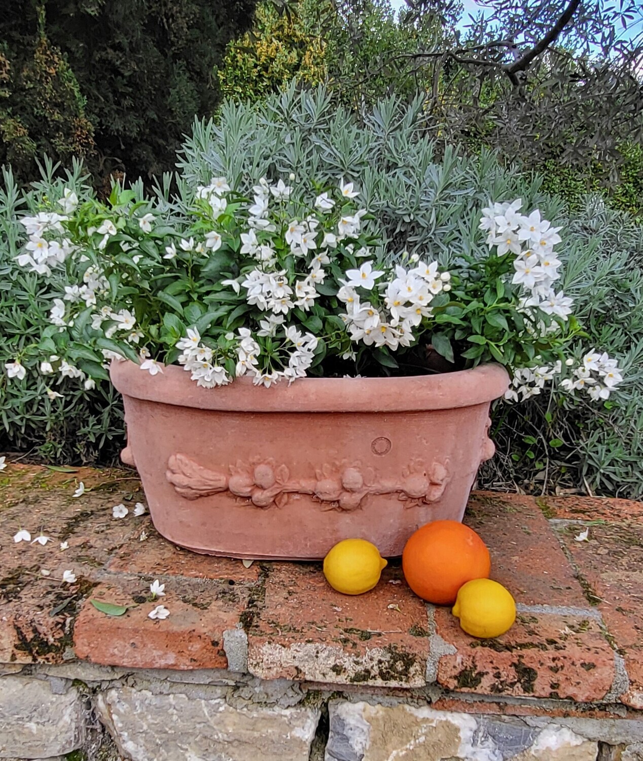 Ovaler Pflanztopf &quot;Fioriera Ovale con Frutta&quot;, Länge 38 cm 6 Stück Lieferbar