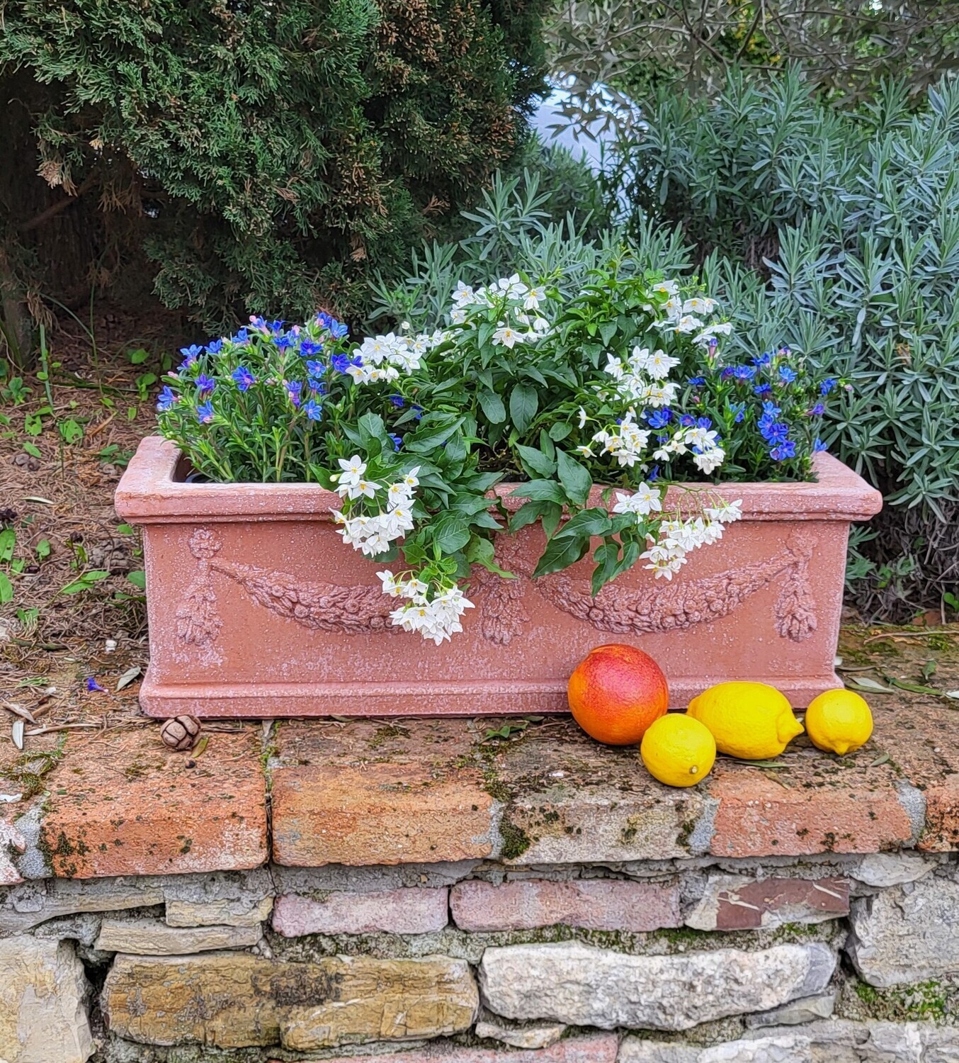 Blumenkasten/Pflanzkasten "Festonata Rettangolare" Länge 56 cm | Tiefe 24 cm | Höhe 18 cm