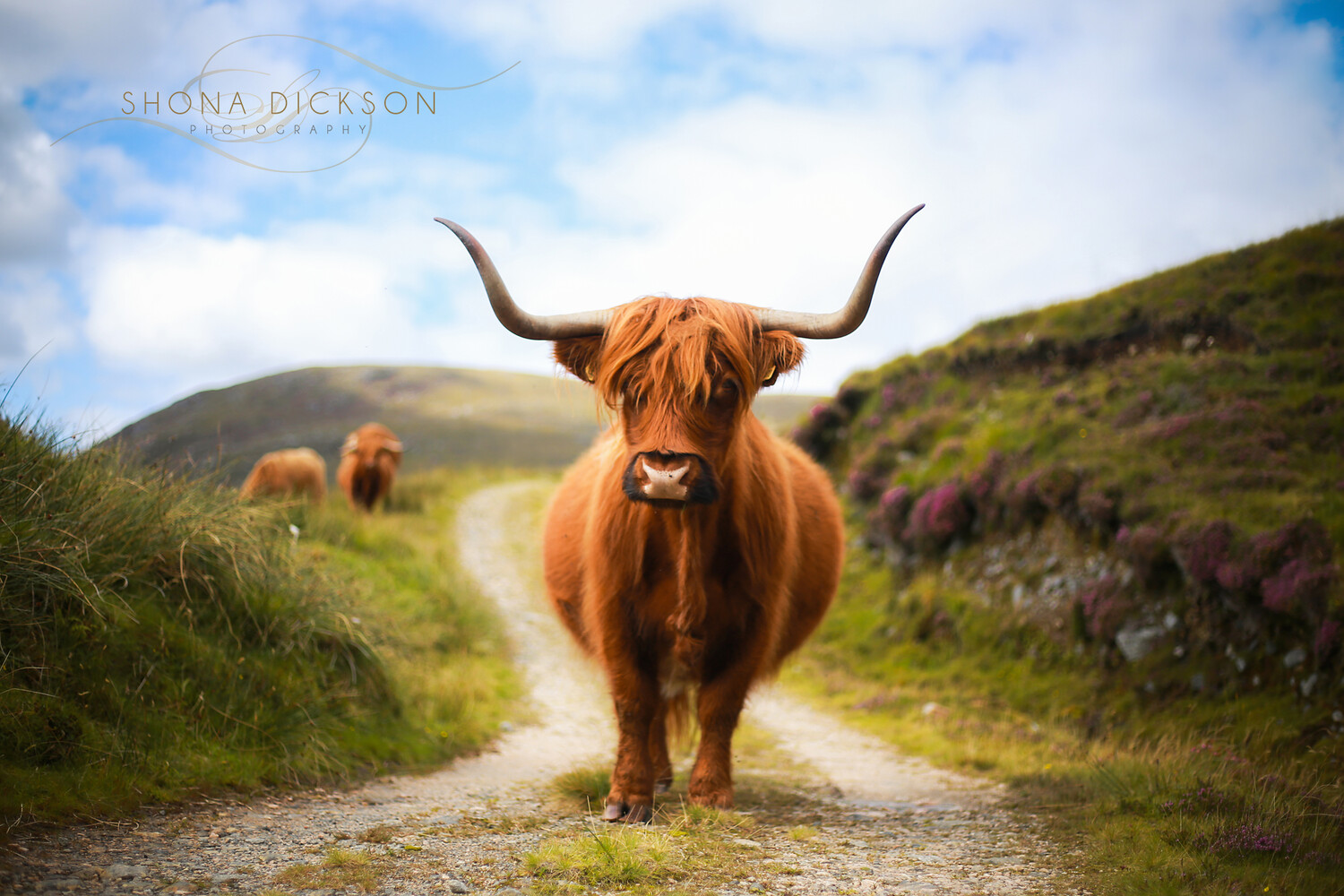 Och Coo The Noo Och Coo The Noo