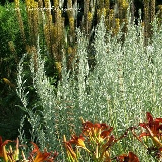 Hopeamaruna Artemisia ludoviciana