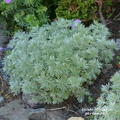 Ohotanmaruna - Artemisia schmid.  Nana