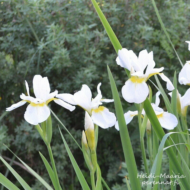 Siperiankurjenmiekka Iris sibirica Snow Queen