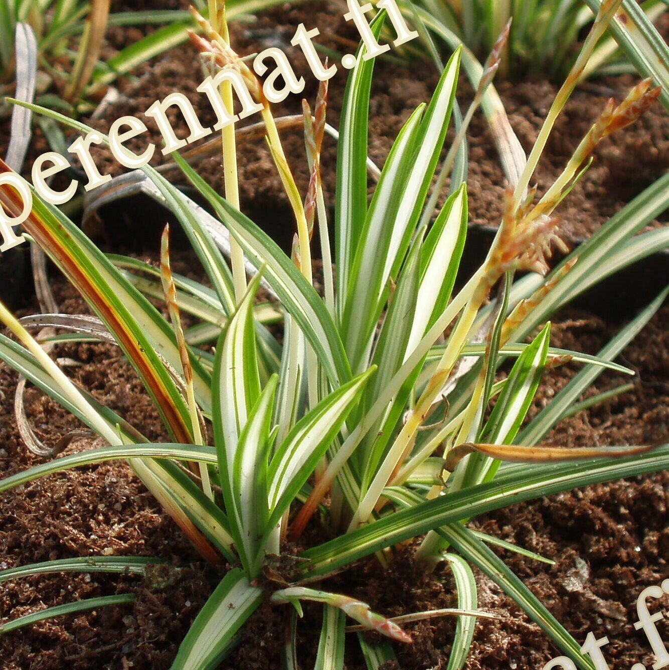 Räpyläsara - Carex  ornithopoda Variegata