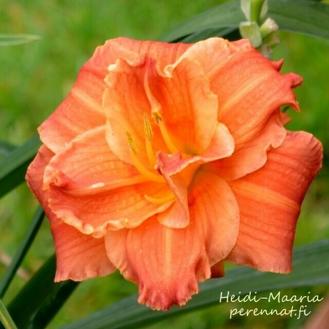 Tarhapäivänlilja Hemerocallis ’Paprica Flame’