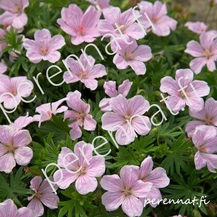 Verikurjenpolvi  Geranium sang. Pink Pouffe
