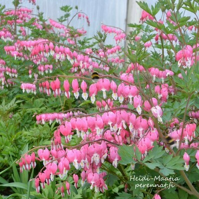 Särkynytsydän Lamprocapnos spectabilis