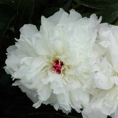 Kiinanpioni - Paeonia lactiflora Shirley Temple