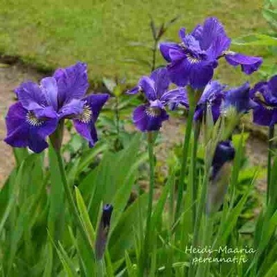 Siperiankurjenmiekka Iris sibirica Ruffled Velvet