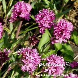Pikkutervakko Lychnis alpina