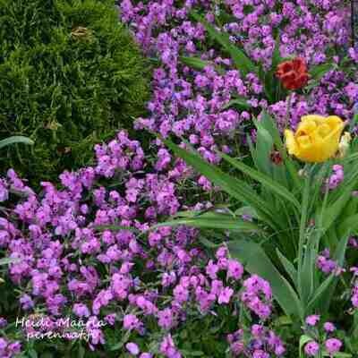 Rönsyleimu Phlox stolonifera Rosea