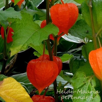 Lyhtykoiso Physalis franchetii Gigantea