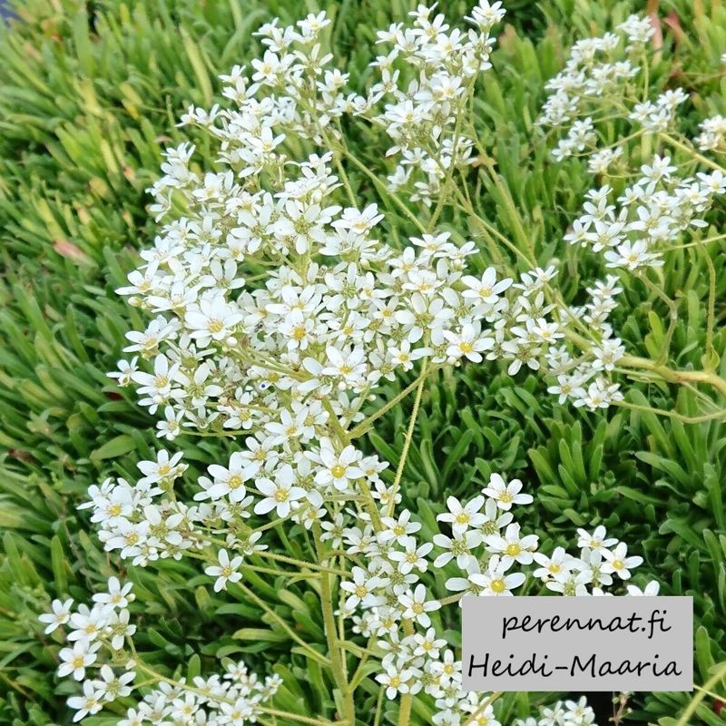 Isorikko Saxifraga hostii
