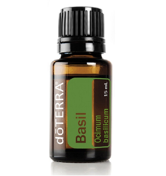 Basilic romain &quot;Ocimum basilicum&quot;