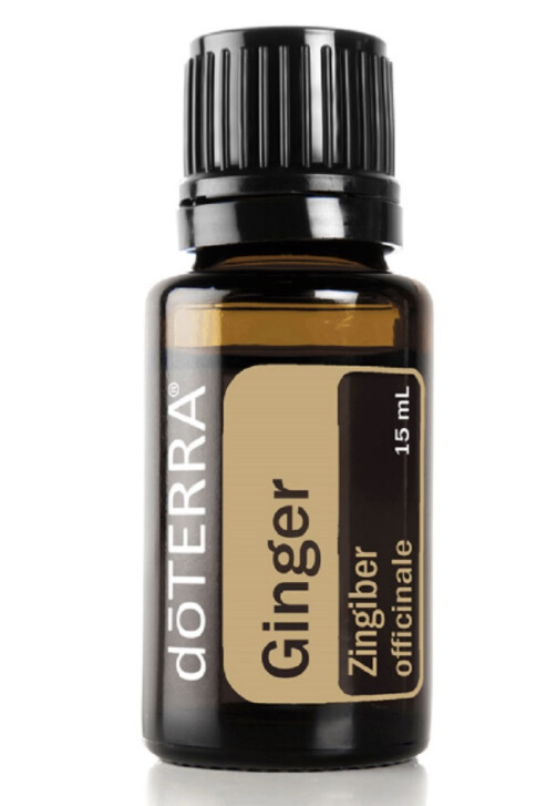Gingembre &quot;Zingiber officinale&quot;