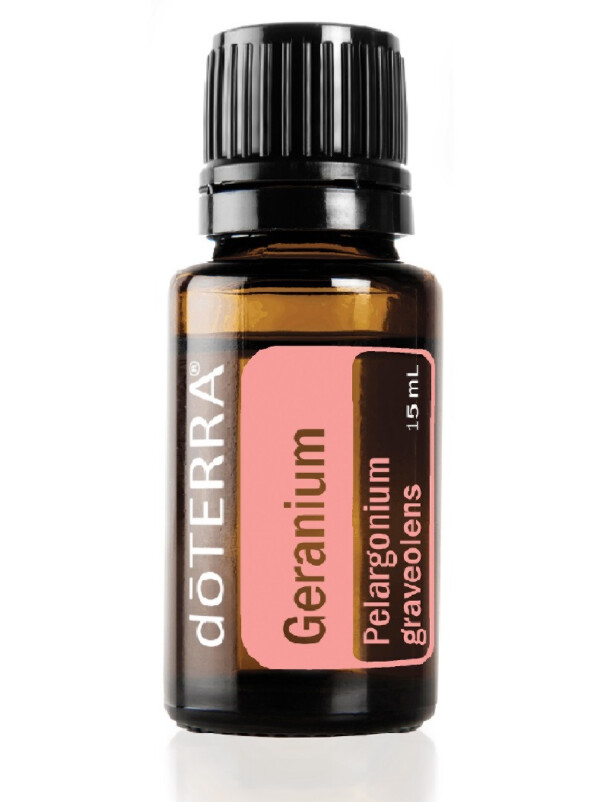 Géranium rosat &quot;Pelargonium graveolens&quot;