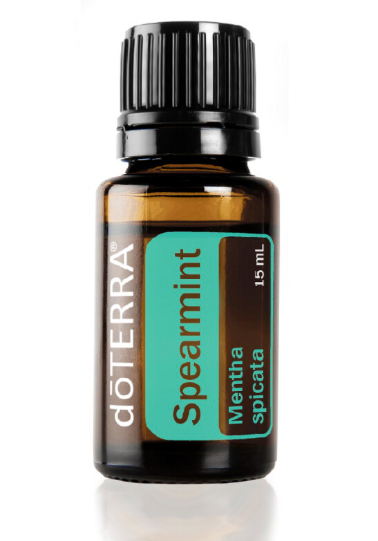 Menthe verte &quot;Mentha spicata&quot;