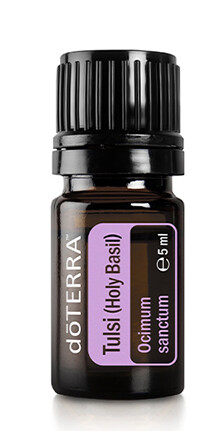 Basilc sacré ou Tulsi Holy Basil 
&quot;Ocimum sanctum&quot;