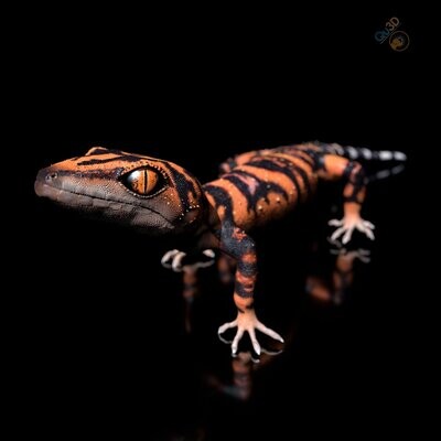 Japanese Cave Gecko STL-3D-Druck-Datei-mit Full-Size Textur- - High-Polygon, modelliert in Zbrush