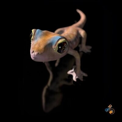 Namib Gecko (Pachydactylus rangaii) -Full-Size originale- (Tier, Reptil)- als STL-3D-Druck-Modell- High-Polygon