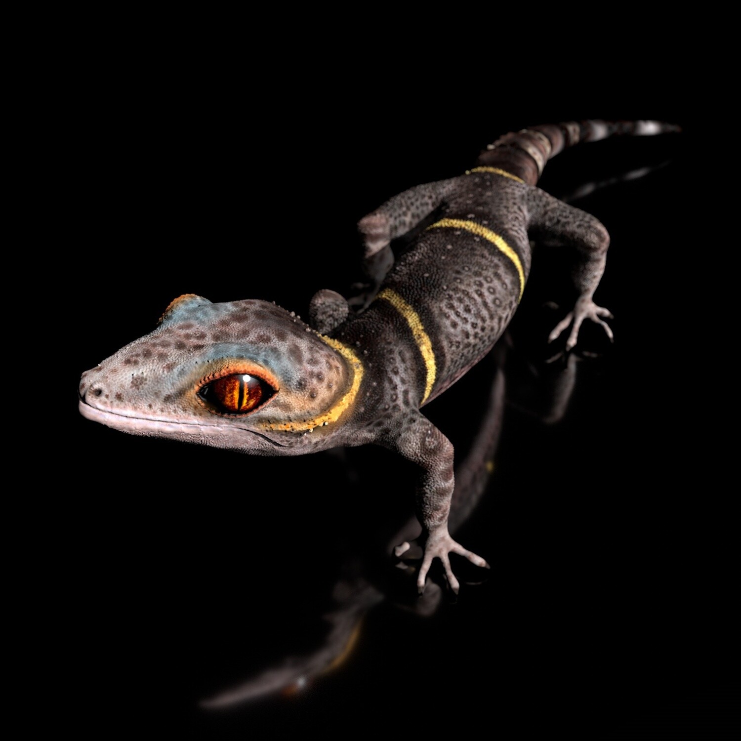 Chinese Cave Gecko - Goniurosaurus hainanensis,  Full-Size Textur