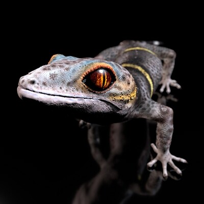 Chinese Cave Gecko- Goniurosaurus hainanensis- (Tier, Reptil)- als STL-3D-Druck-Modell-mit Full-Size-Textur + Zbrush Originale-High-Polygon , modelliert in Zbrush