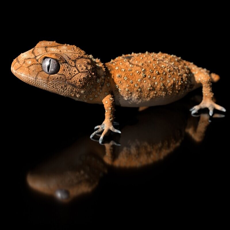 Australischer Knopfschwanzgecko- Nephrurus wheeleri, Full-Size-Textur, Zbrush Originale