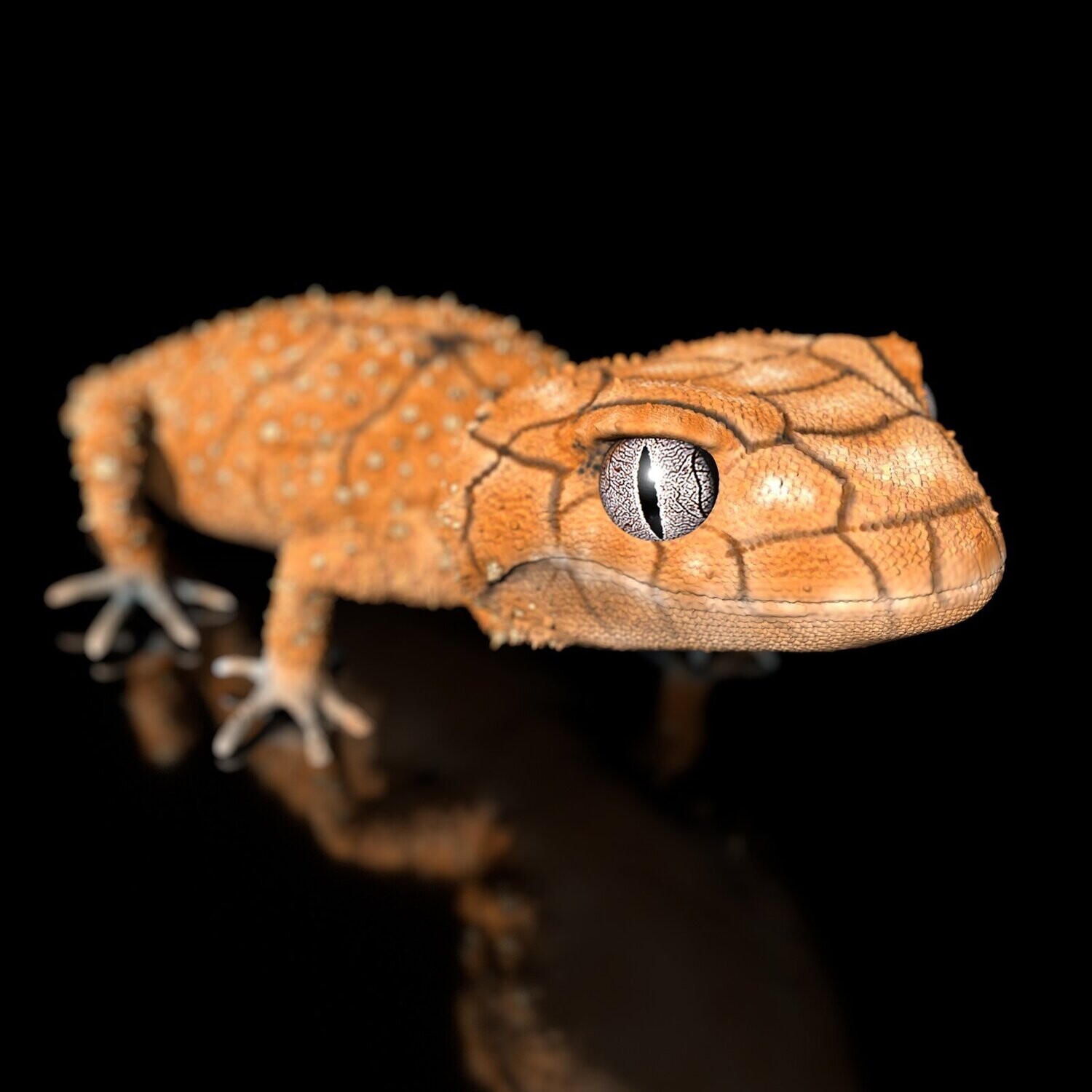 Australischer Knopfschwanzgecko- Nephrurus amyae, Full-Size Textur-