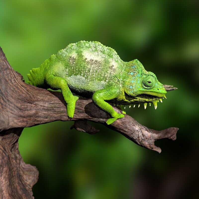 STL 3D print file with full-size texture + Zbrush originals- Four-horned chameleon - Triocerus quadricornis- high polygon modeled in Zbrush- tree branch STL 3D print file with full-size texture + Zbrush originals- Four-horned chameleon - Triocerus quadricornis- high polygon modeled in Zbrush- tree branch