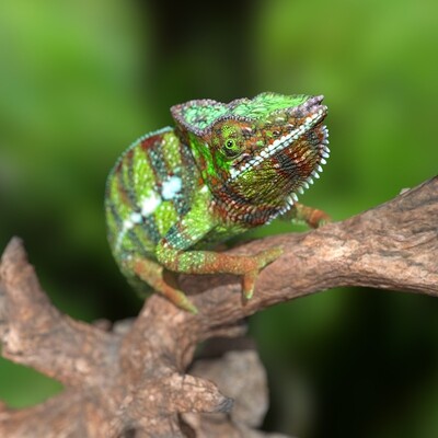 Panthercamäleon-Furcifer pardalis Sambava, Full-Size-Textur,
