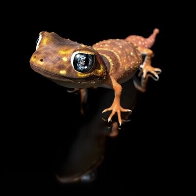 Knopfschwanzgecko (Nephrurus Levis) (Reptil, Tier)- mit Full-Size Textur- als STL-3D-Druck-Modell- High-Polygon, modelliert in Zbrush