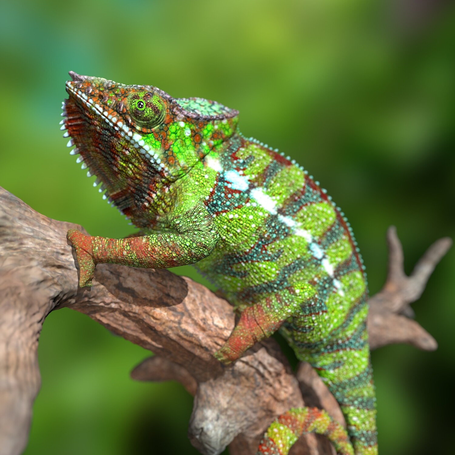 Furcifer pardalis Sambava with full-size texture + including the originals​ - high polygon-STL- 3D Print File-