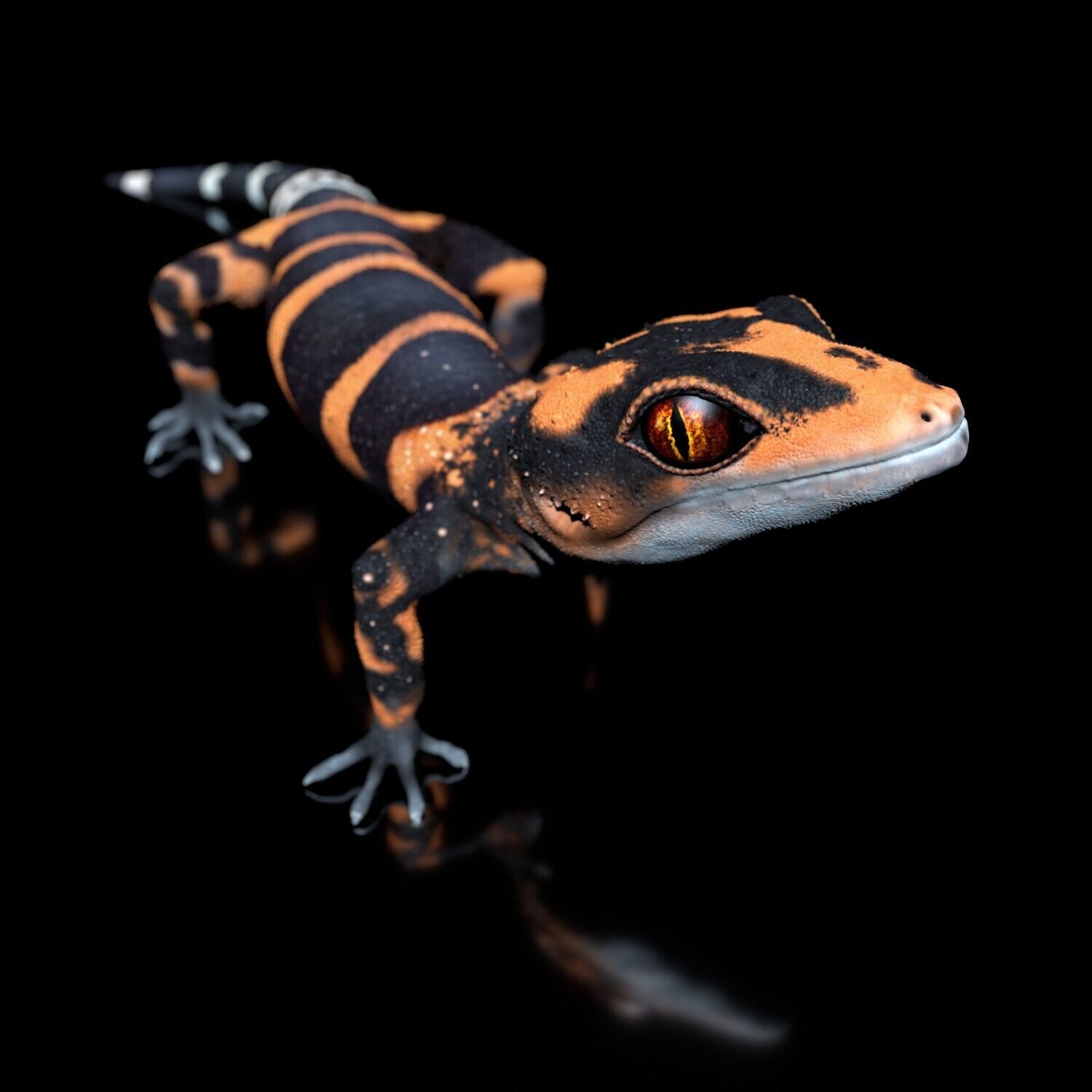 Iheya Cave Gecko -Goniurosaurus Toyamai,  Full-Size-Textur + Zbrush Originale