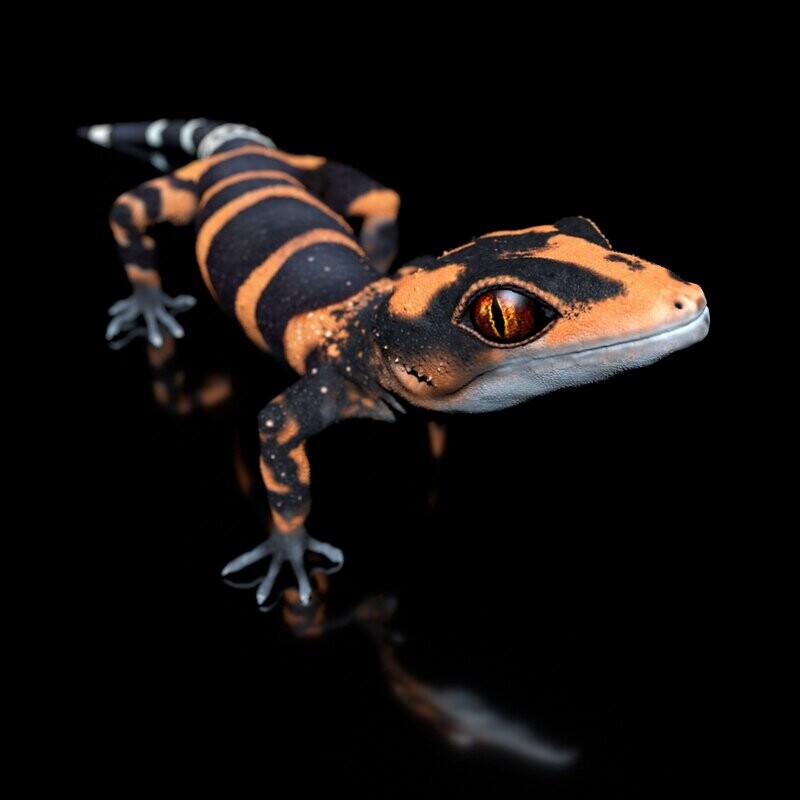Iheya Cave Gecko -Goniurosaurus Toyamai,  Full-Size-Textur + Zbrush Originale