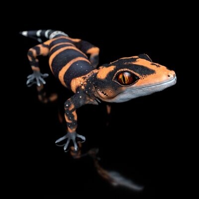 Iheya Cave Gecko -Goniurosaurus Toyamai- (Tier, Gecko, Reptil)- als STL-3D-Druck-Modell- mit Full-Size-Textur + Zbrush Originale-High-Polygon, modelliert in Zbrush