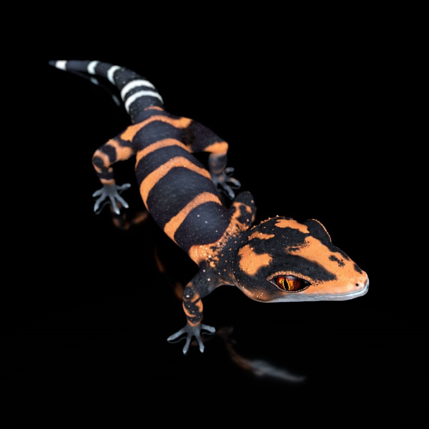 Iheya Cave Gecko  mit Full-Size Textur