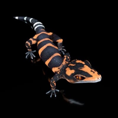 Iheya Cave Gecko (Tier, Reptil) als STL-3D-Druck-Modell- mit Full-Size Textur,- High-Polygon, modelliert in Zbrush