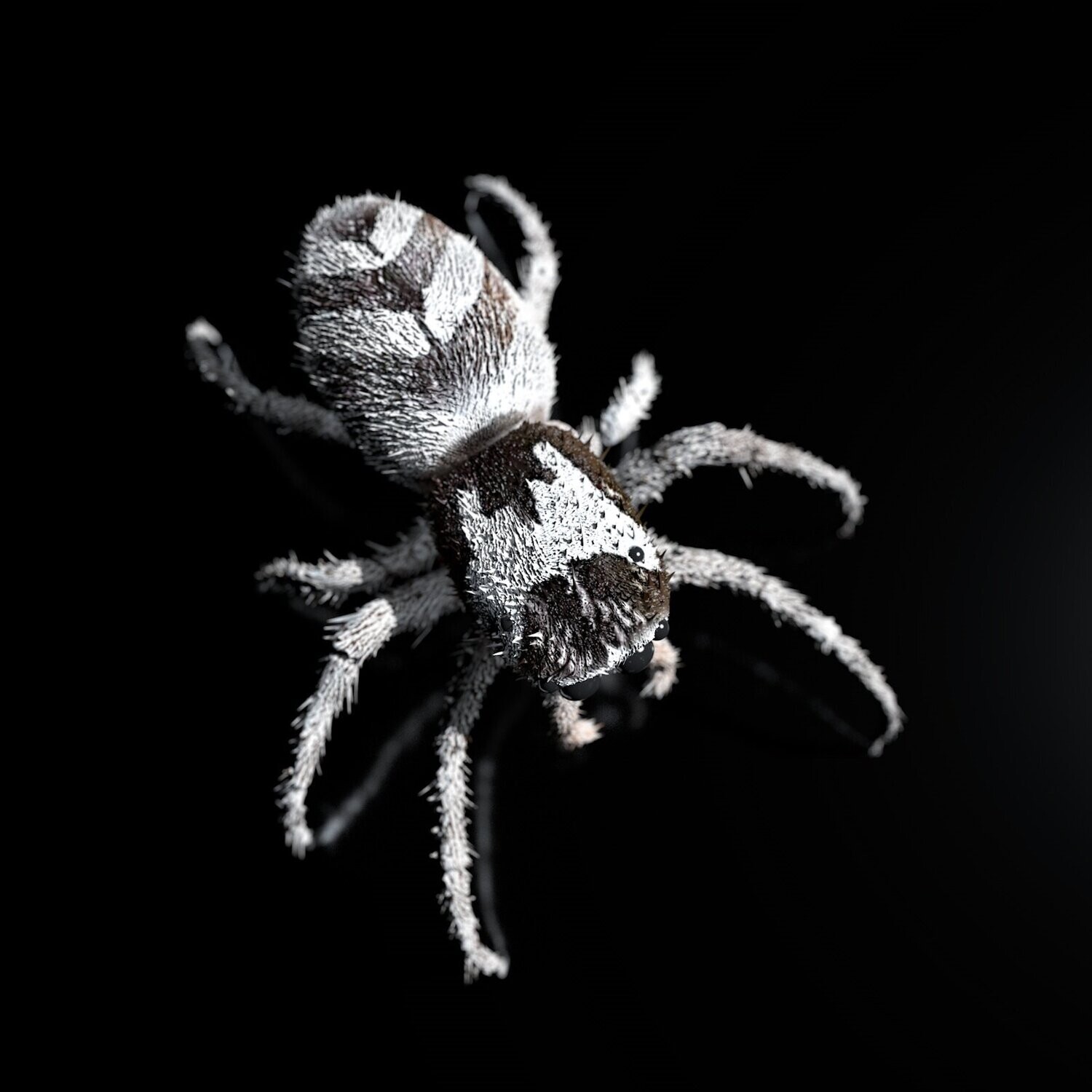 Zebraspringspinne, Salticus scenicus, Full-Size-Textur, inkl. Zbrush-Originale