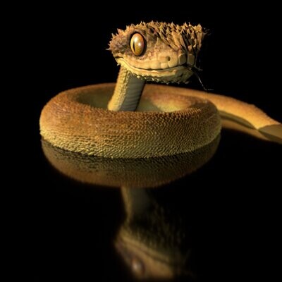 Atheris - Buschviper-(Schlange, Reptil, Tier)- als STL 3D-Modell- mit Full-Size-Textur + Zbrush Originalen-High-Polygon