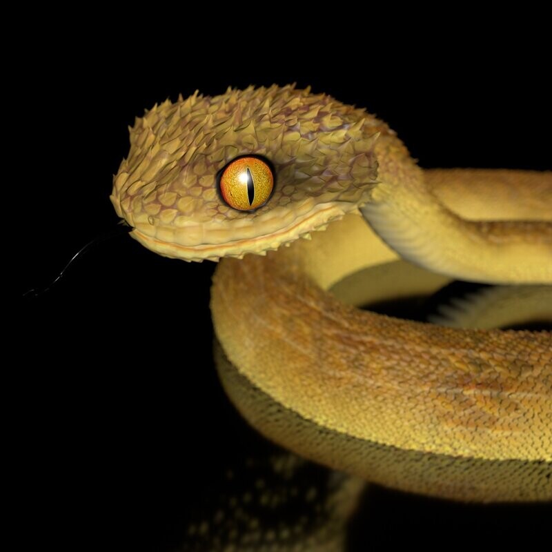 Atheris Schlange, 3D-Druck-Modell-  mit Full-Size-Textur-modelliert in Zbrush