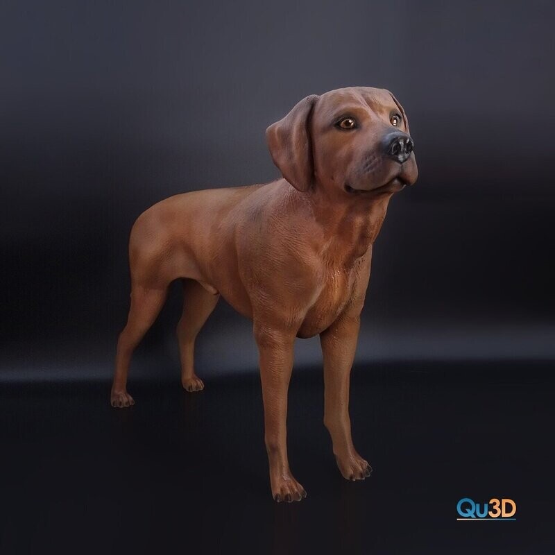 Rhodesian Ridgeback Full Body (Animal, Dog) - STL 3D Print Model High-Polygon​