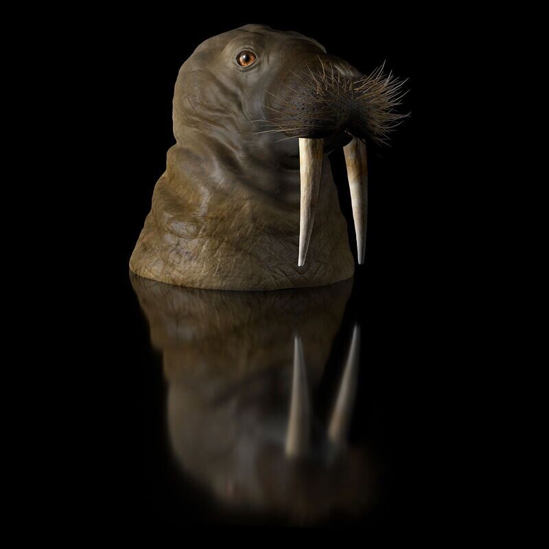 Walrus Head Bust as an STL 3D Print Model (Animal) Complete and Split- High-Polygon