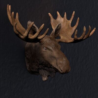 Elchbulle - Kopf-Portrait für die Wand - 3D Druck Modell