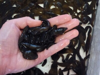 Large Leeches 24 Count