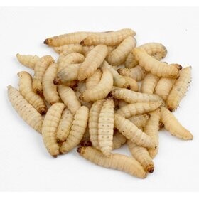 Wax Worms 250 Count