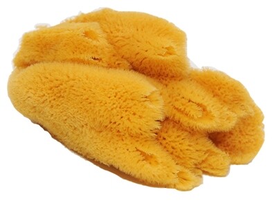 Sea Sponges