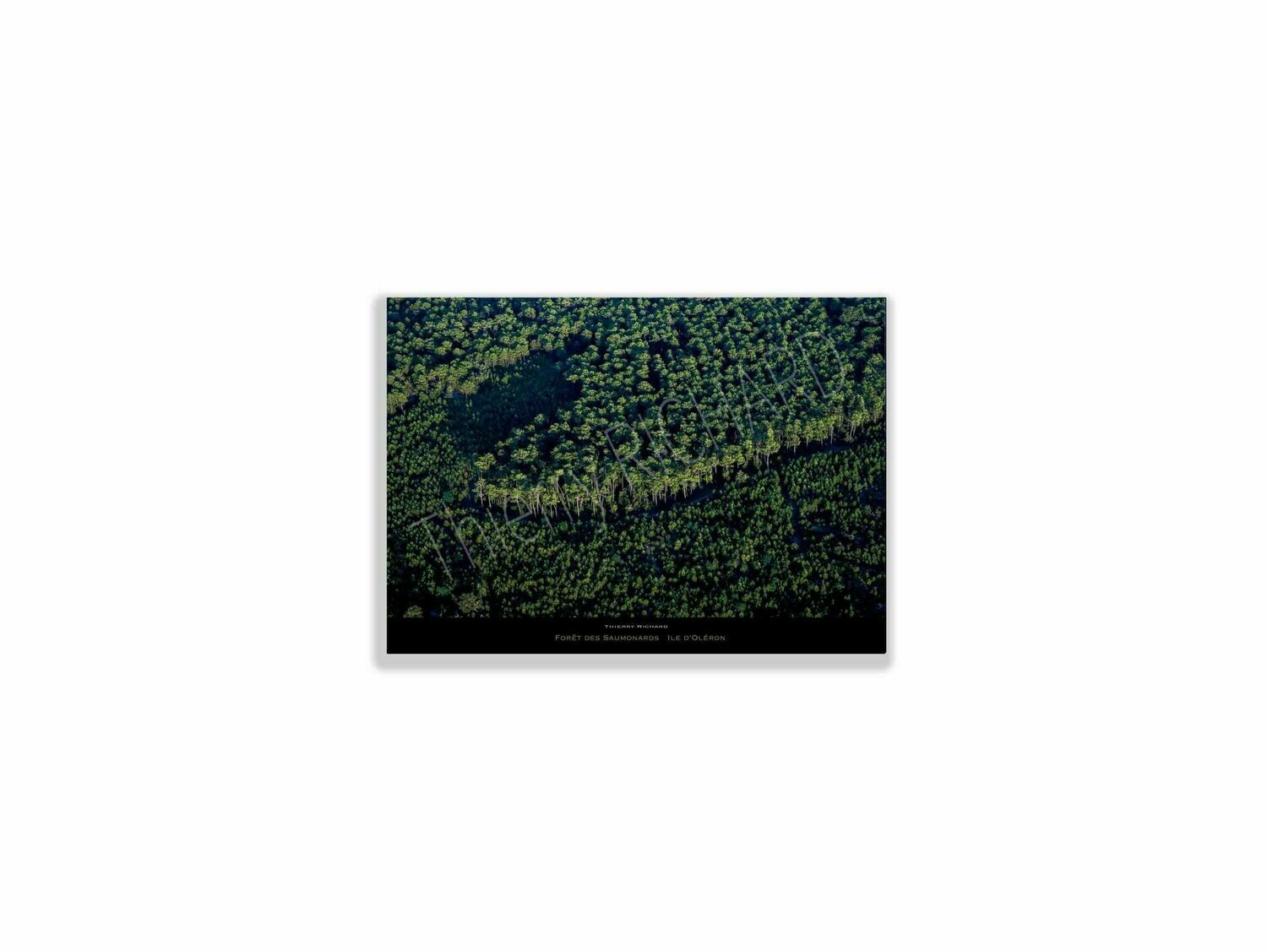 Forêt des Saumonards, Dimensions photo: Tirage 30x40 cm